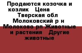 Продаются козочка и козлик › Цена ­ 2 000 - Тверская обл., Молоковский р-н, Молоково рп Животные и растения » Другие животные   